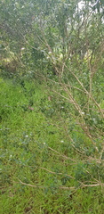 Philotheca myoporoides