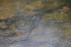 Lepisosteus platyrhincus
