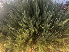 Artemisia filifolia