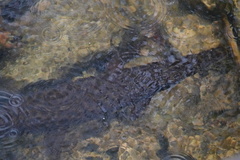 Lepisosteus platyrhincus