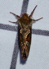 Korscheltellus gracilis