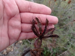 Mimosa aculeaticarpa