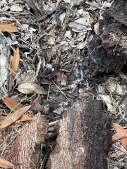 Aneides lugubris