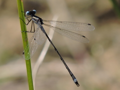 Lestes australis