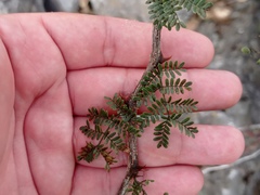 Mimosa aculeaticarpa