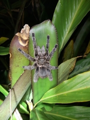 Pachistopelma rufonigrum