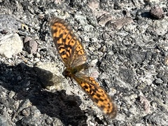 Boloria