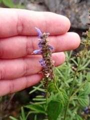 Salvia connivens