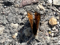 Boloria