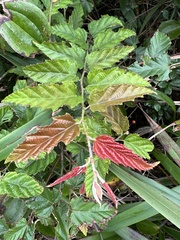 Rubus swinhoei