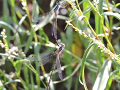 Lestes australis