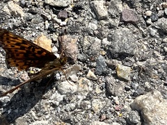 Boloria
