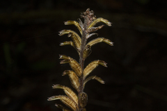 Cyclopogon variegatus