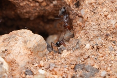 Myrmecocystus mimicus