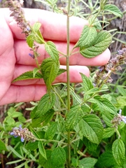 Salvia connivens