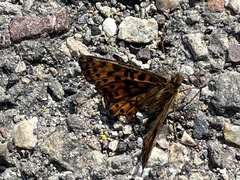 Boloria