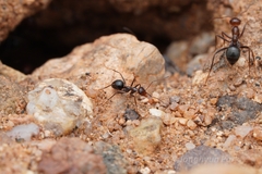 Myrmecocystus mimicus