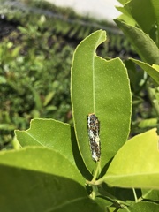 Papilio demodocus demodocus