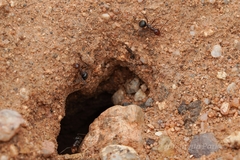 Myrmecocystus mimicus