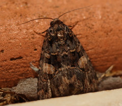 Condica macrosema