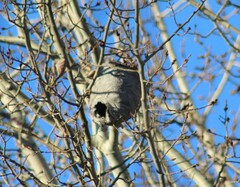 Dolichovespula maculata