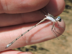 Lestes australis
