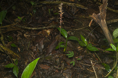 Cyclopogon variegatus