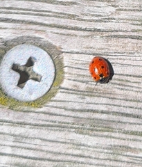 Coccinella undecimpunctata