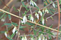 Styphelia biflora