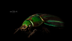 Chrysina adelaida