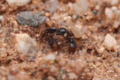 Solenopsis xyloni