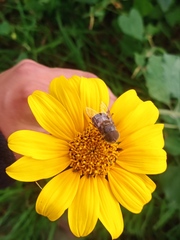 Copestylum macrocephalum