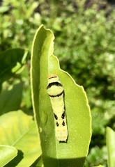 Papilio demodocus demodocus