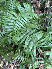 Microlepia hookeriana