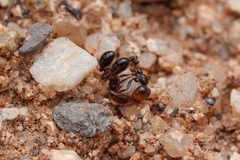 Solenopsis xyloni