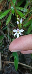 Epidendrum fimbriatum