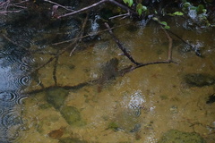 Mayaheros urophthalmus