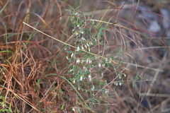 Styphelia biflora