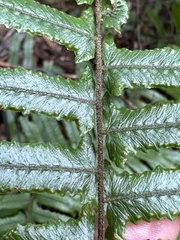 Microlepia hookeriana