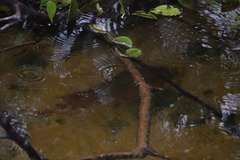 Mayaheros urophthalmus