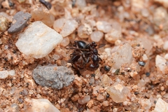 Solenopsis xyloni