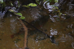 Mayaheros urophthalmus