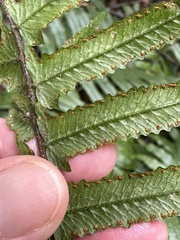 Microlepia hookeriana