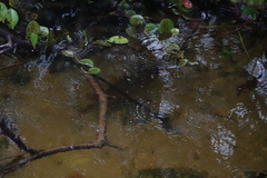 Mayaheros urophthalmus