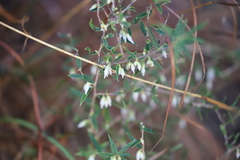 Styphelia biflora