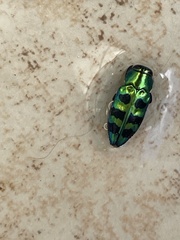 Chrysobothris