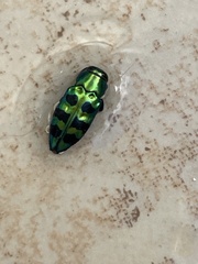 Chrysobothris