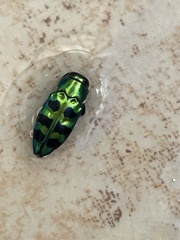 Chrysobothris