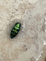 Chrysobothris