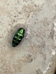 Chrysobothris